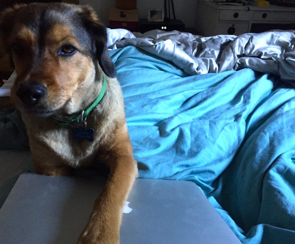 Doggie in the bed