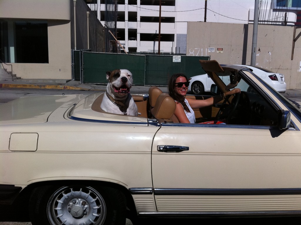dog in a convertible