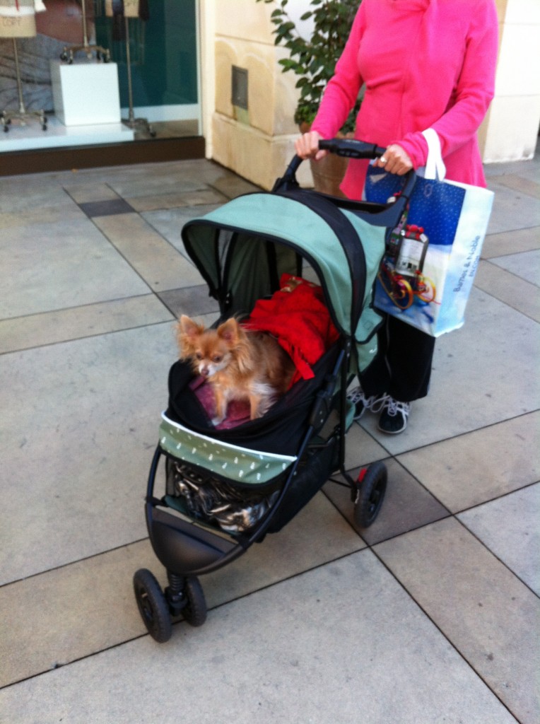 dog in a stroller