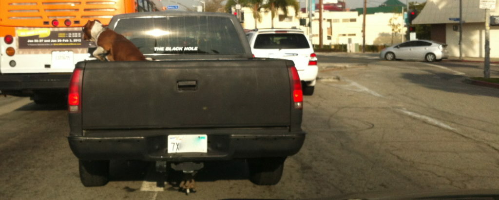 IMG_1613 Doggie style LA