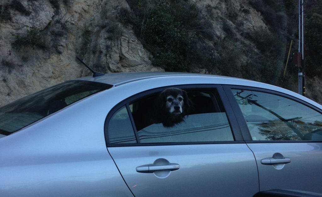 dog_in_car