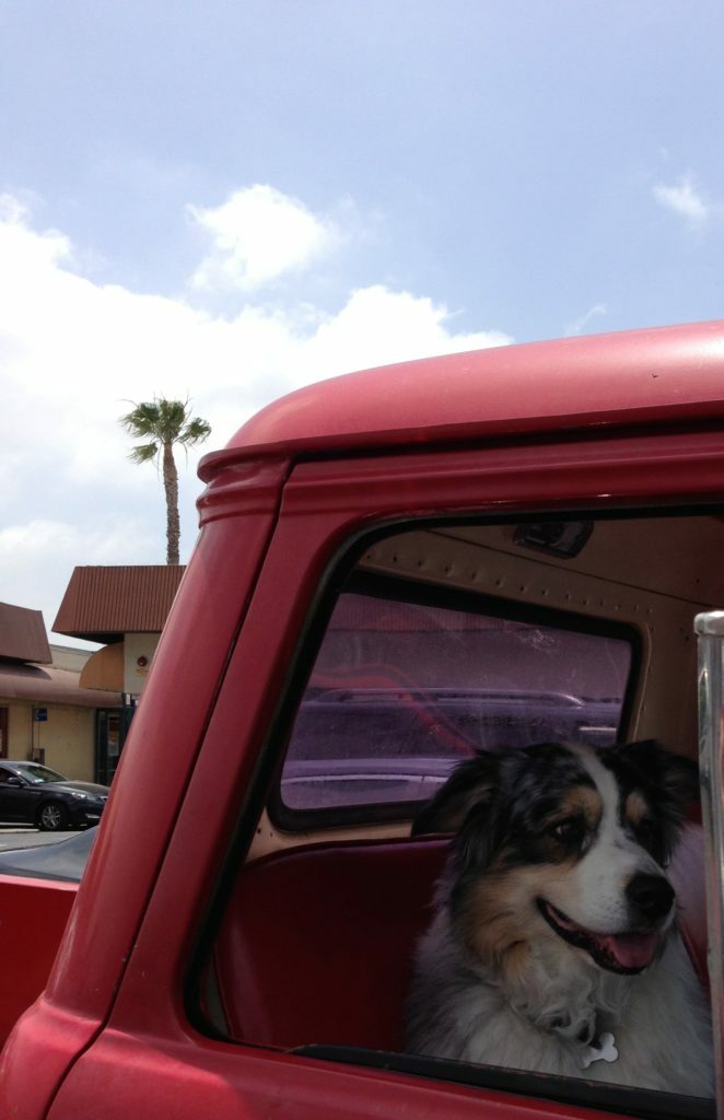 dog in a pickup