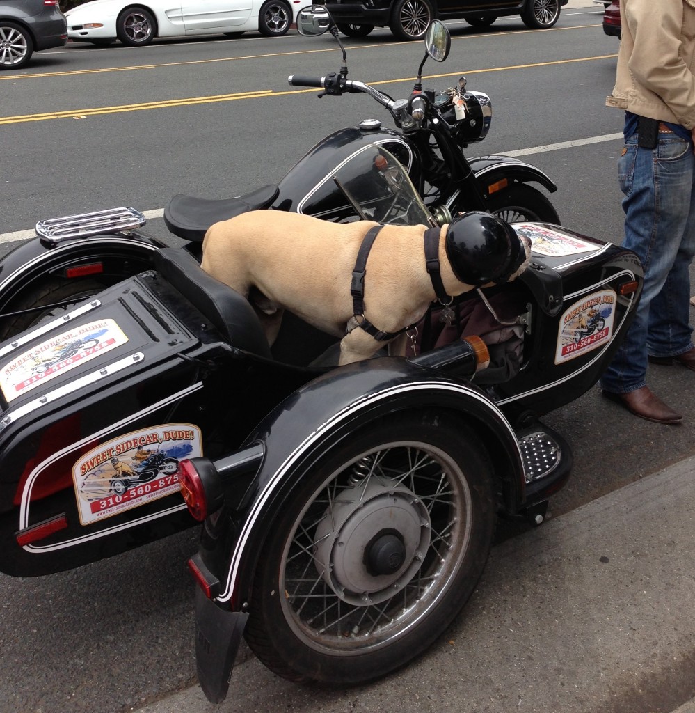 dog in a sidecar