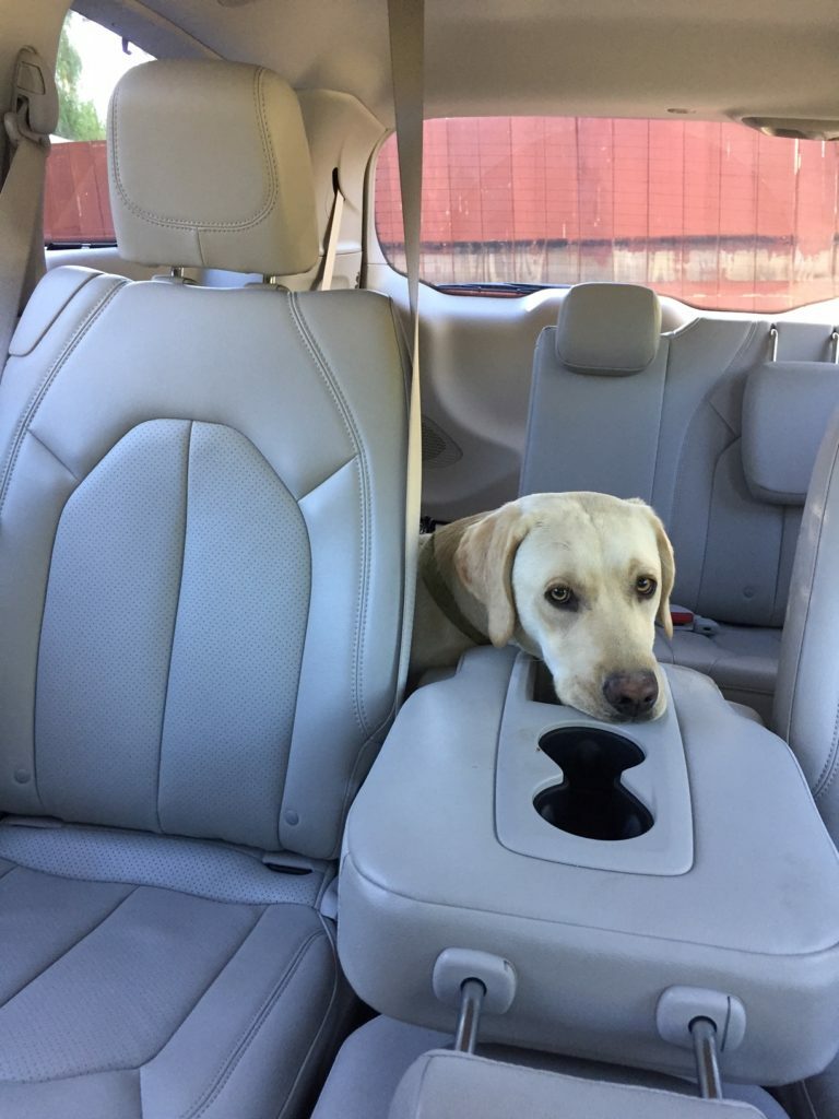Chrysler Pacifica dog 