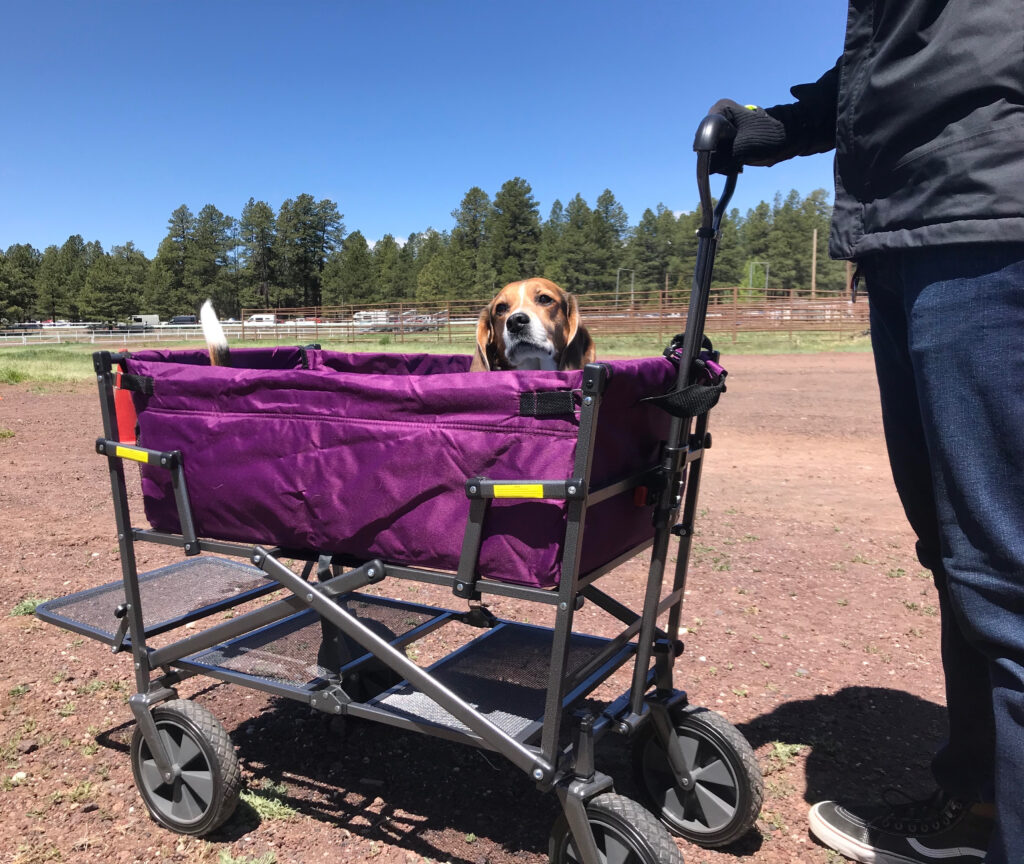 beagle overland expo dogs